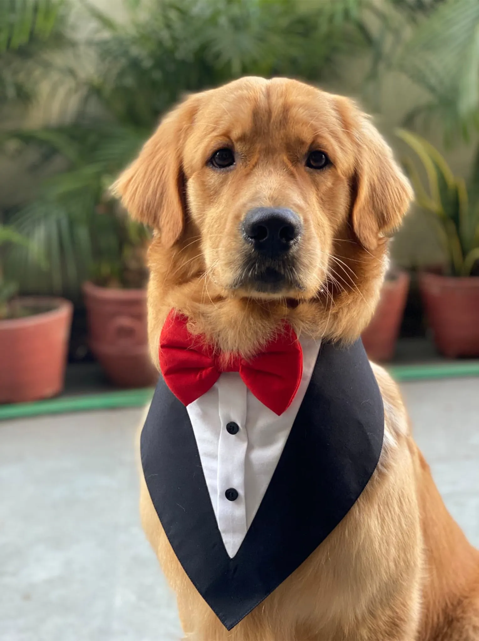 Black Tuxedo Bandanas