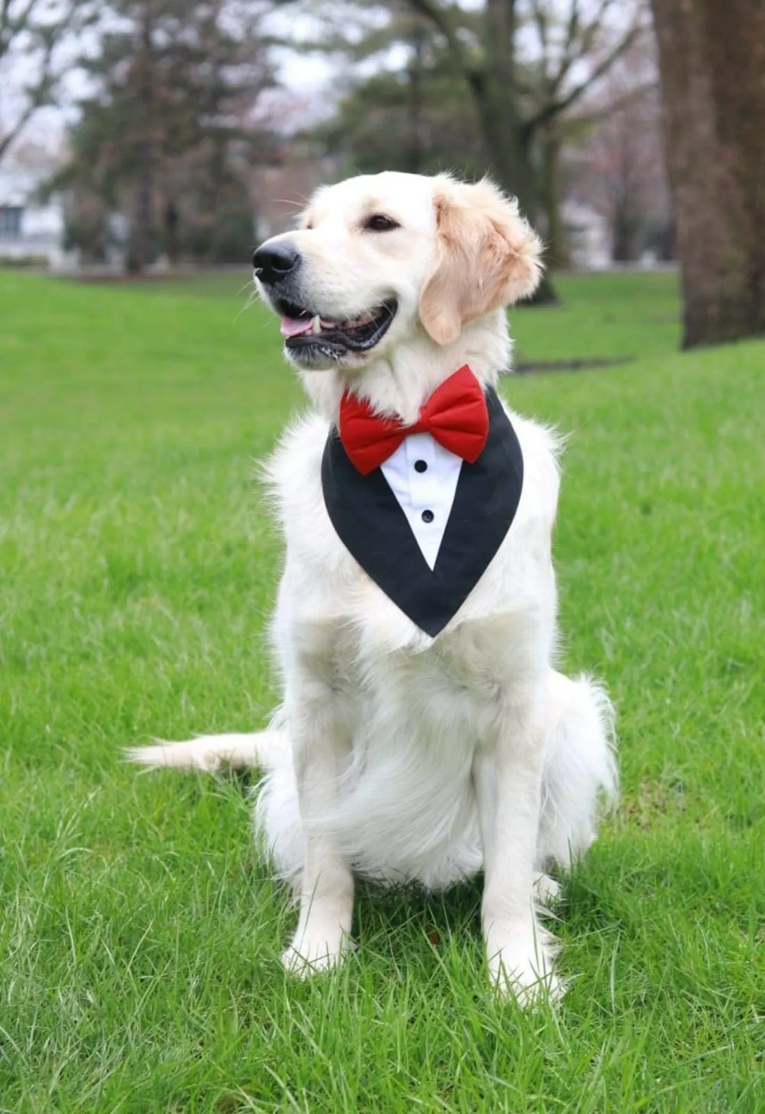 Black Tuxedo Bandanas