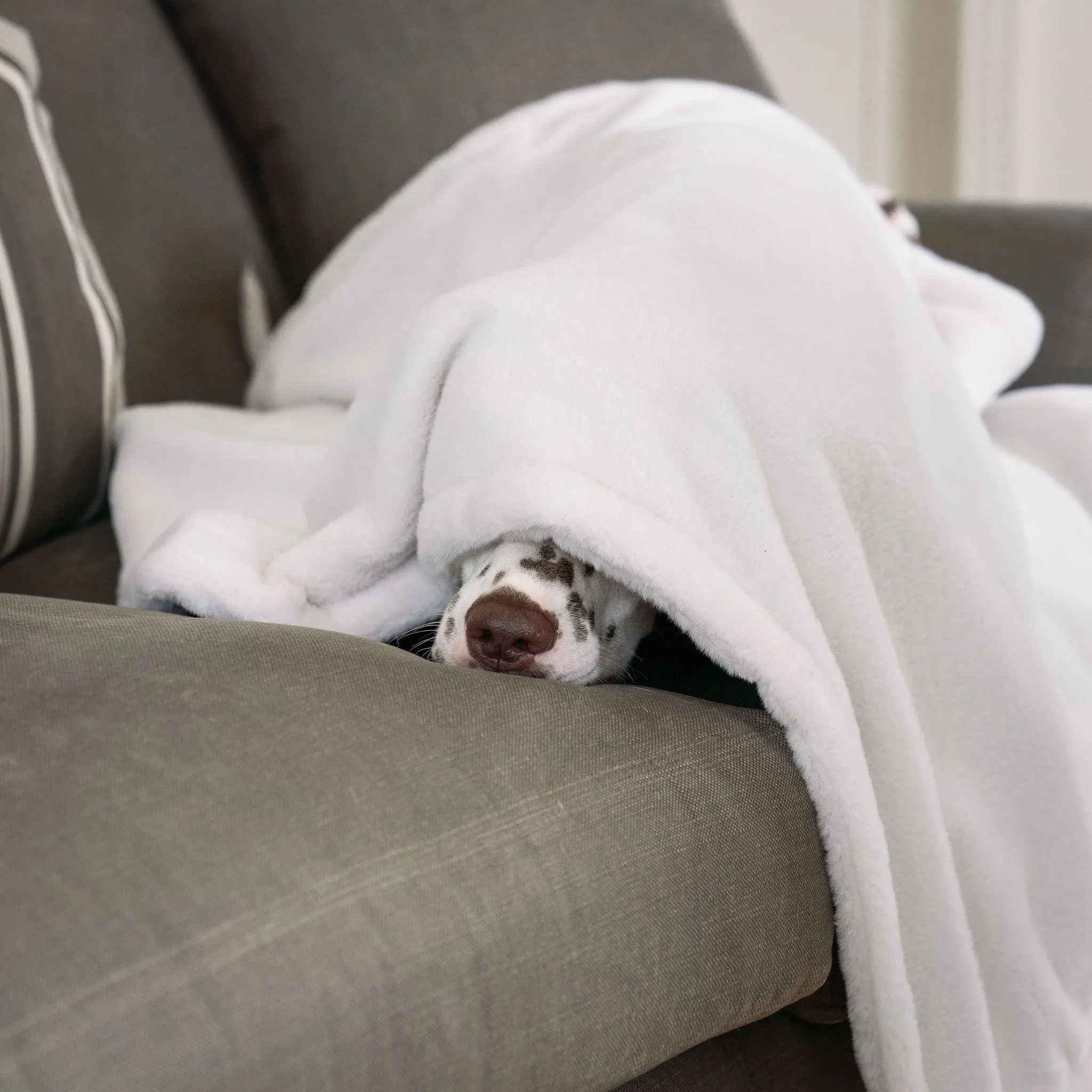 Dog & Puppy Blanket in Calming Anti-Anxiety Cream Faux Fur by Lords & Labradors